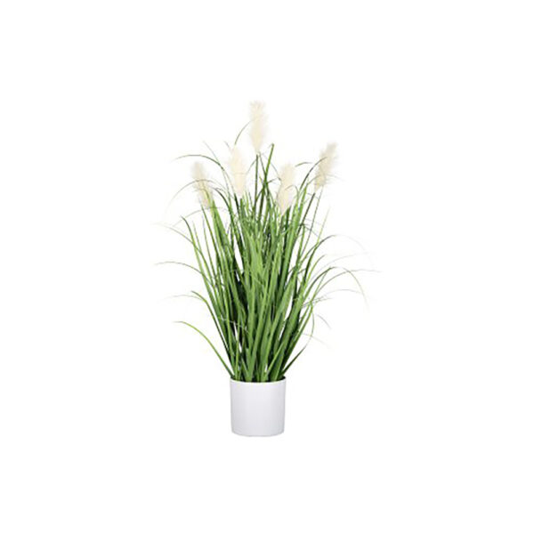 Pampasgras im weißen Topf, 62cm